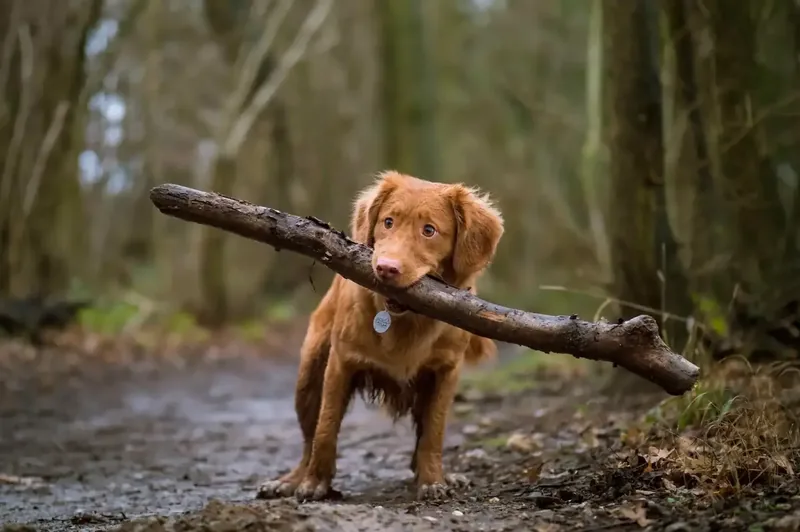 A rescue dog carrying a branch in woodland